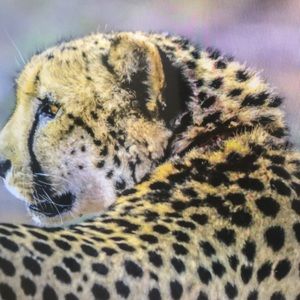 Meet your Posher, Cassidy